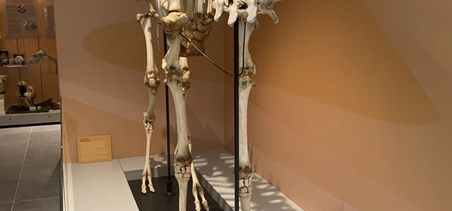 Restored camel skeleton on display at Cole Museum of Zoology