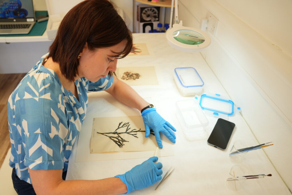 Conservator at work at Stromness Museum, thanks to funding from Pilgrim Trust