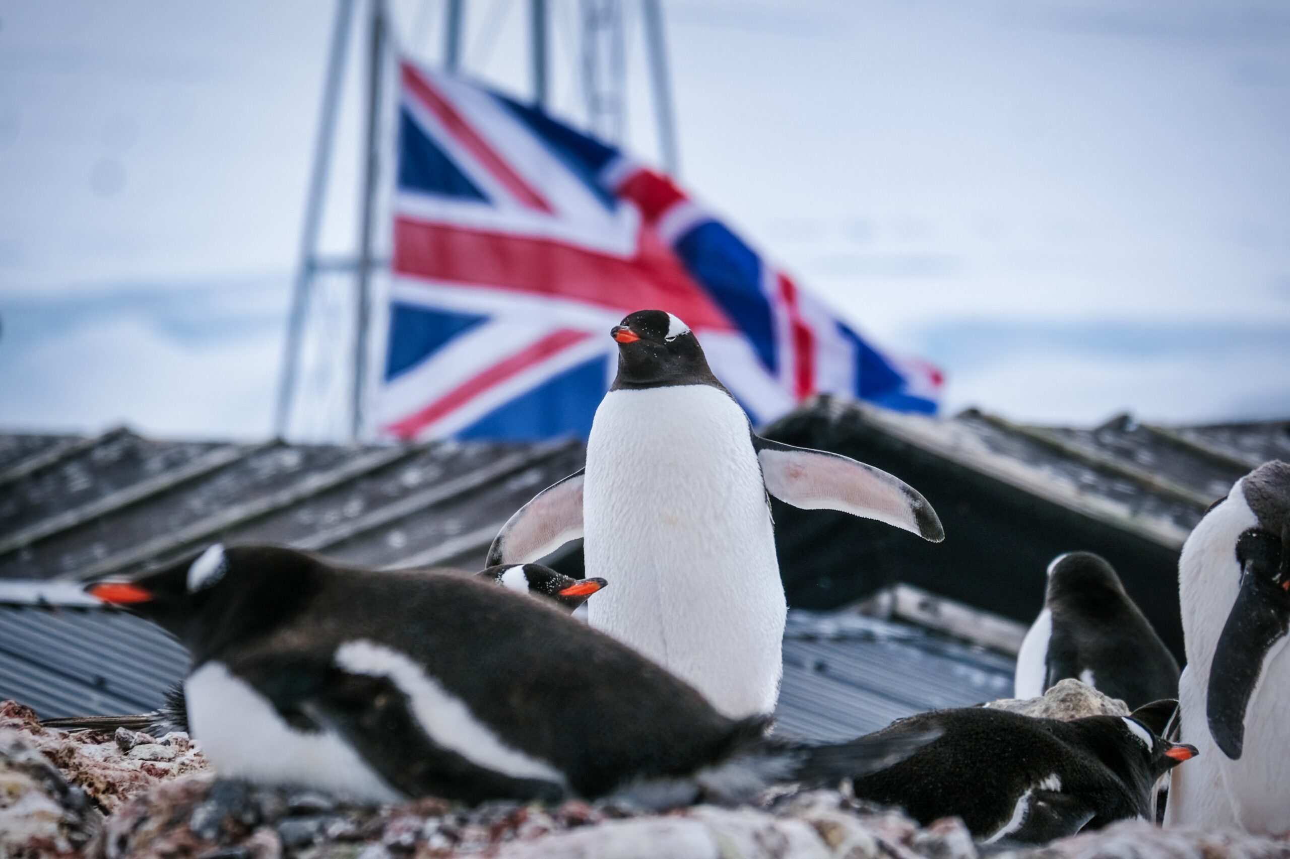 Penguins on the shore at Port Lockroy